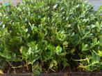 Ilex Crenata Green Hedge ongeveer 7-10cm, Nieuw, Ophalen of Verzenden