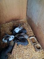 Te Koop Vlaamse reus X lotharinger jonge konijnen 10 wkn, Dieren en Toebehoren, Meerdere dieren, Groot, 0 tot 2 jaar