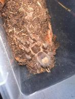 Grammostola Pulchripes, Dieren en Toebehoren, Overige soorten