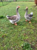 toulouse ganzen, Dieren en Toebehoren, Pluimvee, Mannelijk, Gans of Zwaan