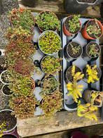 Bodembedekkers uitzoeken 0,75 ct ❤️ hibiscus struikjes €2,-, Tuin en Terras, Zomer, Vaste plant, Bodembedekkers, Ophalen of Verzenden
