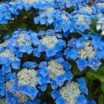 Hydrangea pannicula soorten in 2l pot, Ophalen, Overige soorten, Halfschaduw