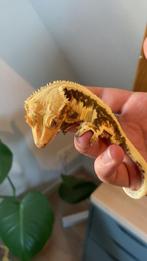 Koppeltje wimpergekko’s 1.1, Dieren en Toebehoren, Reptielen en Amfibieën, Hagedis, 0 tot 2 jaar