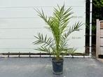Palmboom - Phoenix Canariensis - Stamhoogte 5 cm, In pot, Volle zon, Bloeit niet, Ophalen of Verzenden