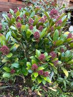 GRATIS tuinplant, Tuin en Terras, Ophalen, Vaste plant, Overige soorten, Halfschaduw