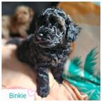 Prachtige toypoedel toy poedel / reutje, Dieren en Toebehoren, Honden | Chihuahua's en Gezelschapshonden, Poedel, Reu, 8 tot 15 weken