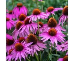 Zaden Echinacea purpurea, Tuin en Terras, Bloembollen en Zaden, Volle zon, Ophalen of Verzenden