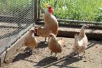 sebright krielkippen, Dieren en Toebehoren, Pluimvee, Meerdere dieren, Kip