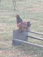 Brahma hanen, Dieren en Toebehoren, Mannelijk, Kip