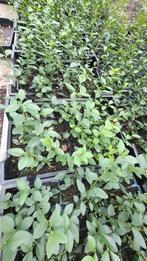 Ligustrum ovalifolium 20/30 cm voor € 0,60, Ophalen of Verzenden, Liguster, Minder dan 100 cm