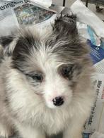 Border collie pups, België, Fokker | Hobbymatig, CDV (hondenziekte), 8 tot 15 weken