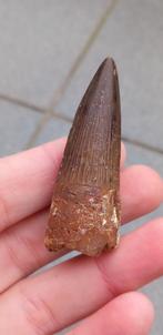 Top Spinosaurus tand uit Marokko dinosaurus fossiel, Verzamelen, Mineralen en Fossielen, Ophalen of Verzenden, Fossiel