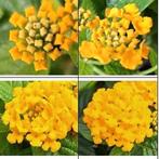 Wisselbloem (Lantana camara) nr.59, Ophalen of Verzenden, Zomer