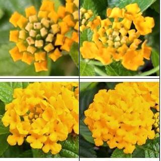 Wisselbloem (Lantana camara) nr.59, Tuin en Terras, Planten | Tuinplanten, Zomer, Ophalen of Verzenden