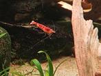 Rode garnalen, Dieren en Toebehoren, Vissen | Aquariumvissen, Kreeft, Krab of Garnaal