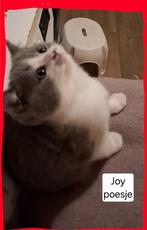 Britse korthaar kitten de laatste, mag gelijk mee bij klik, Meerdere dieren, Ontwormd, 0 tot 2 jaar