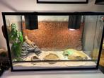 Terrarium te koop, Dieren en Toebehoren, Reptielen en Amfibieën | Toebehoren, Ophalen, Zo goed als nieuw