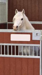 18 jarige b-pony welsh merrie, Dieren en Toebehoren, Stalling en Weidegang