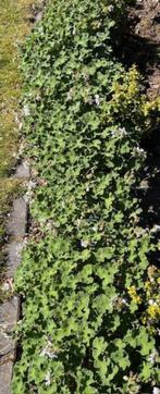 Geranium renardii, Ophalen, Bodembedekkers, Volle zon, Vaste plant