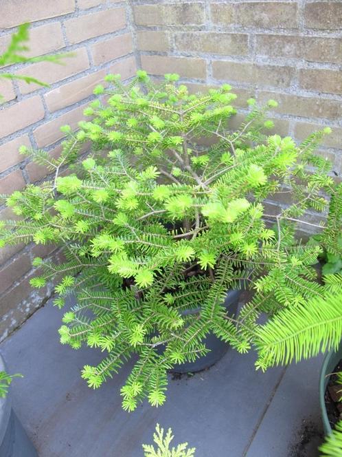 Koreaanse zilverspar in pot, Tuin en Terras, Planten | Bomen, Overige soorten, Minder dan 100 cm, Halfschaduw, Bloeit niet, In pot