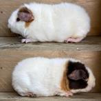Us teddy zeugje choco buff wit, Dieren en Toebehoren, Cavia, Juni, Vrouwelijk, Tam
