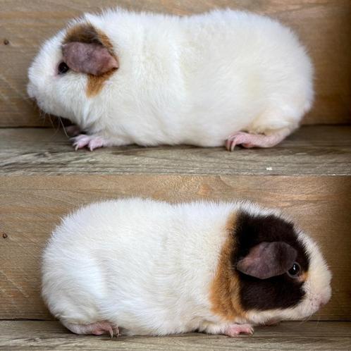 Us teddy zeugje choco buff wit, Dieren en Toebehoren, Knaagdieren, Vrouwelijk, Cavia, Juni, Tam