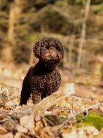 Chocolade bruine toypoedel dekreu met stamboom, Rabiës (hondsdolheid), Reu, 1 tot 2 jaar, Eén hond