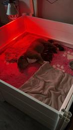 Old English bulldog xLabrador Pups Unieke kruising!, Dieren en Toebehoren, Honden | Dekreuen, Meerdere, Meerdere dieren, Nederland