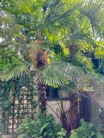 Trachycarpus Fortunei - Winterharde palmboom, Tuin en Terras, Planten | Bomen, Zomer, Palmboom, 400 cm of meer, Ophalen