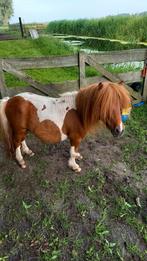 Te koop mini hengstje, 6jaar., Dieren en Toebehoren, Pony's, Merrie, 0 tot 2 jaar