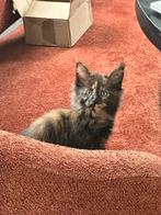 Nog 3 torti smoke dames Maine coon kittens met stamboom, Meerdere dieren, Gechipt, 0 tot 2 jaar