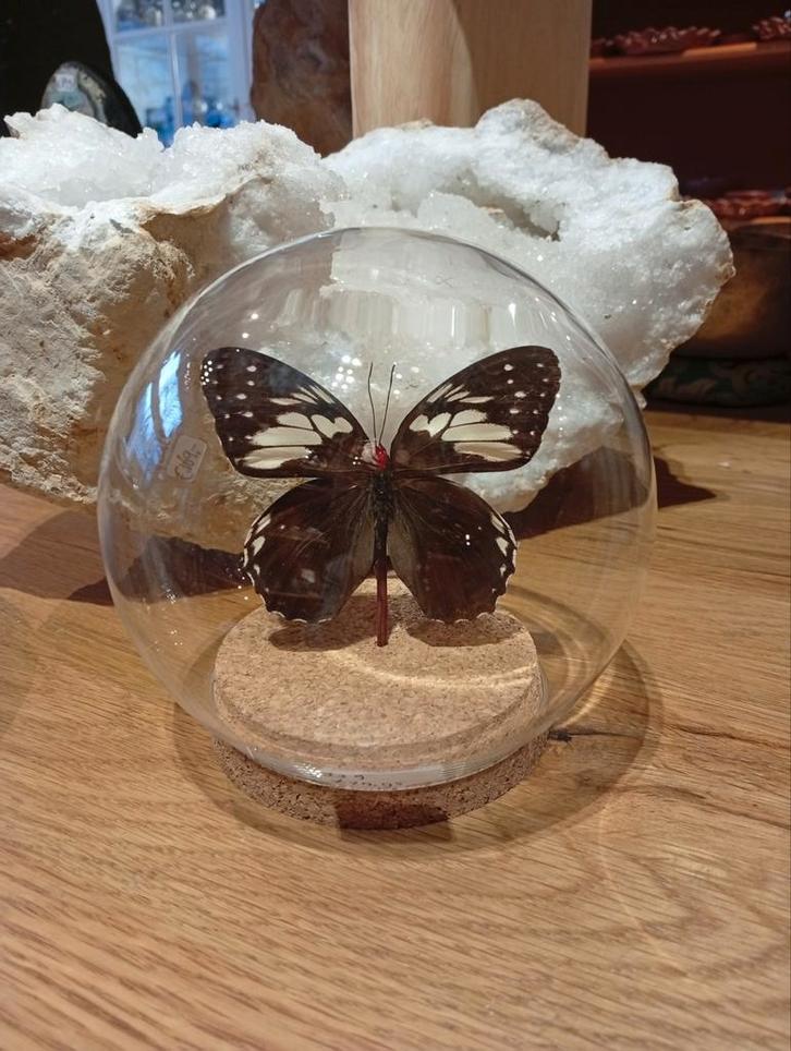 Prachtige vlinder in stolp hoogte 13 cm, Huis en Inrichting, Woonaccessoires | Stolpen, Nieuw, Ophalen of Verzenden