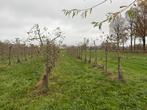 Diverse appelbomen en perenbomen te koop, Ophalen, 250 tot 400 cm, Overige soorten, Lente