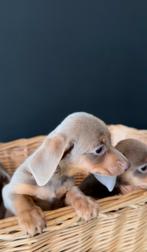 Kaninchen teckel puppys isabel en choco, Dieren en Toebehoren, Honden | Teckels en Dashonden, Kaninchen, Rabiës (hondsdolheid)