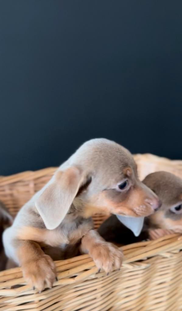 Kaninchen teckel puppys isabel en choco, Dieren en Toebehoren, Honden | Teckels en Dashonden, Meerdere dieren, Korthaar, Kaninchen