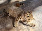 (Last one) Kittens cinnamon/golden british, Poes, 0 tot 2 jaar