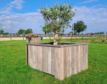 Bomenbak beschikbaar voor biedingen