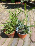 Verbena tuinplant, Ophalen of Verzenden, Zomer, Overige soorten, Volle zon