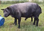 Extra bespierde blauwe texelaar stamboekram van 3 jaar, Dieren en Toebehoren, Schapen, Geiten en Varkens, Mannelijk, Schaap, 3 tot 5 jaar