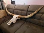 Schedel texas longhorn 166 cm skull, Ophalen, Nieuw, Schedel