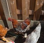 Jonge brahma haan te koop, Dieren en Toebehoren, Mannelijk, Kip