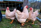 Te koop 2 grote wyandot hennen wit en 2 porselein, Dieren en Toebehoren, Pluimvee, Vrouwelijk, Kip