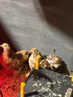 Cochin kippen te koop, Dieren en Toebehoren, Meerdere dieren, Kip