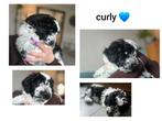 Doodle / boomer pups, shihpoo. geteste ouders, Dieren en Toebehoren, December, Meerdere dieren