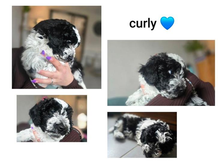 Doodle / boomer pups, shihpoo. geteste ouders, Dieren en Toebehoren, Overige Dieren, Meerdere dieren, December
