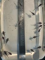 Lagere prijs!! Hypancistr zebra (L46 L046)te koop 3½cm €65,-, Dieren en Toebehoren, Vissen | Aquariumvissen, Vis