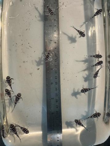 Lagere prijs!! Hypancistr zebra (L46 L046)te koop 3½cm €65,- beschikbaar voor biedingen