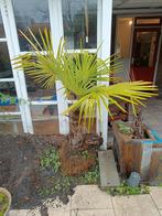Palmboom (+/- 150cm), Tuin en Terras, Planten | Bomen, 100 tot 250 cm, Zomer, Palmboom, Ophalen