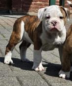 Aangeboden: Prachtige SUPERGEZONDE NEW ENGLISH BULLDOGS, Dieren en Toebehoren, Honden | Bulldogs, Pinschers en Molossers, 8 tot 15 weken