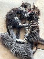 Mooie Maine coon Kittens, Dieren en Toebehoren, Katten en Kittens | Raskatten | Langhaar, Meerdere dieren, Ontwormd, 0 tot 2 jaar